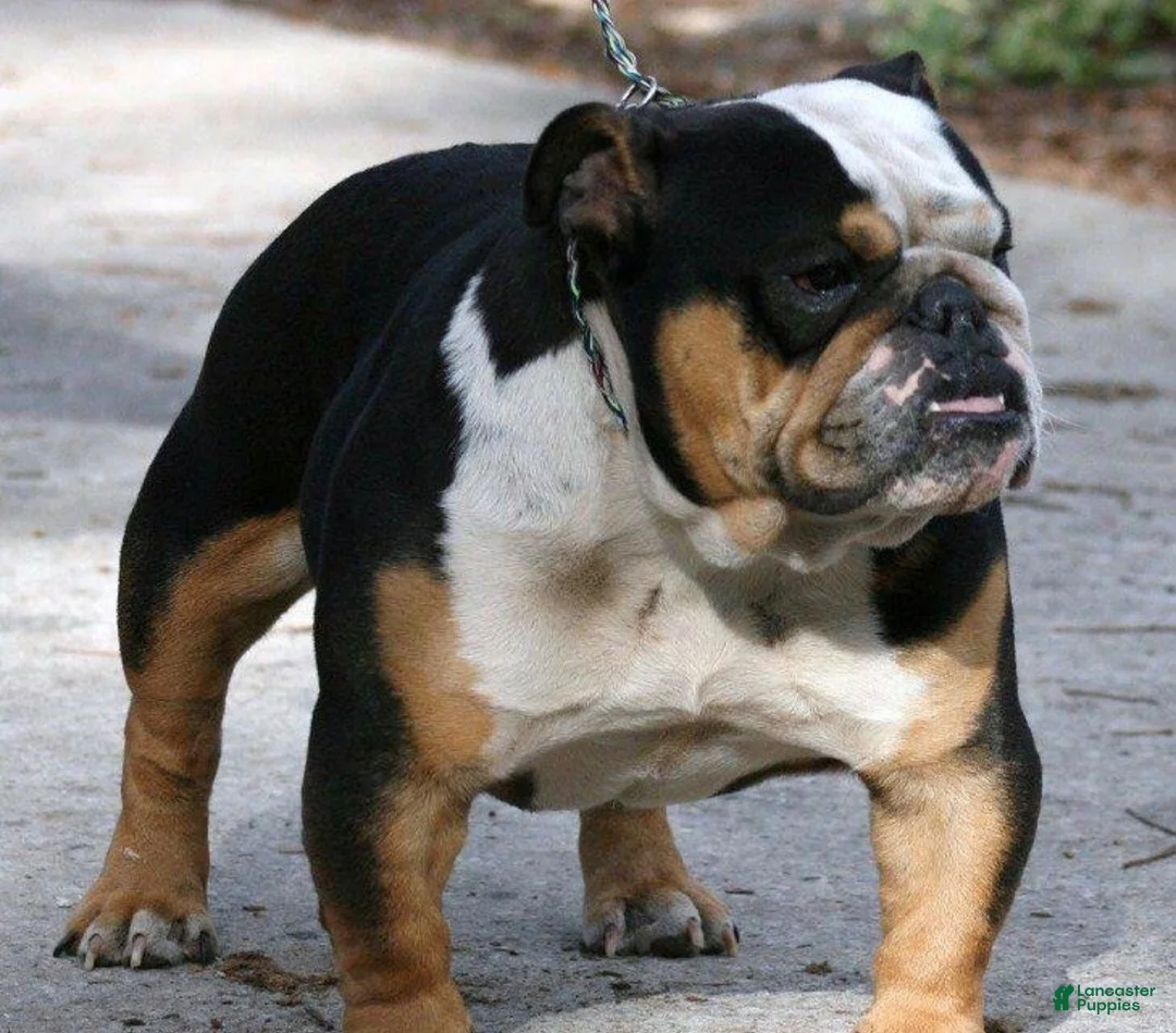 English Bulldog dogs for sale: English Bulldog 1 - Ad 5