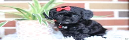Cavapoo dogs for sale: Coco - Ad 8