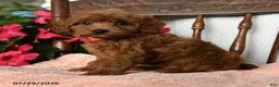 Maltipoo dogs for sale: Steward - Ad 1