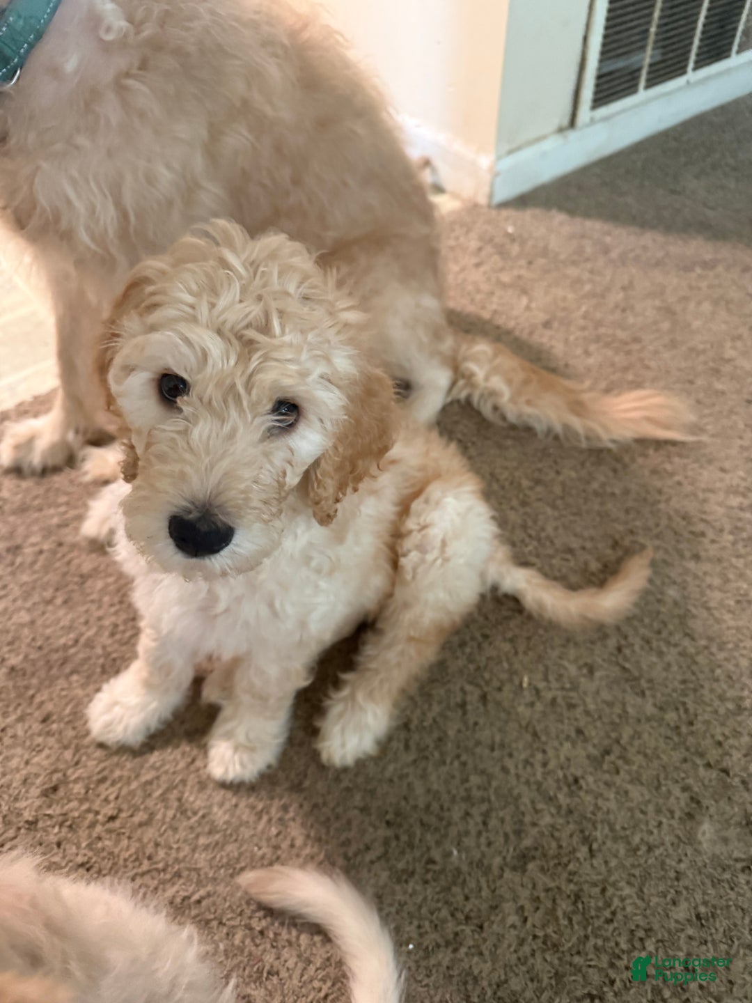 Goldendoodle dogs for sale: Goldendoodle Puppy 1 - Ad 3
