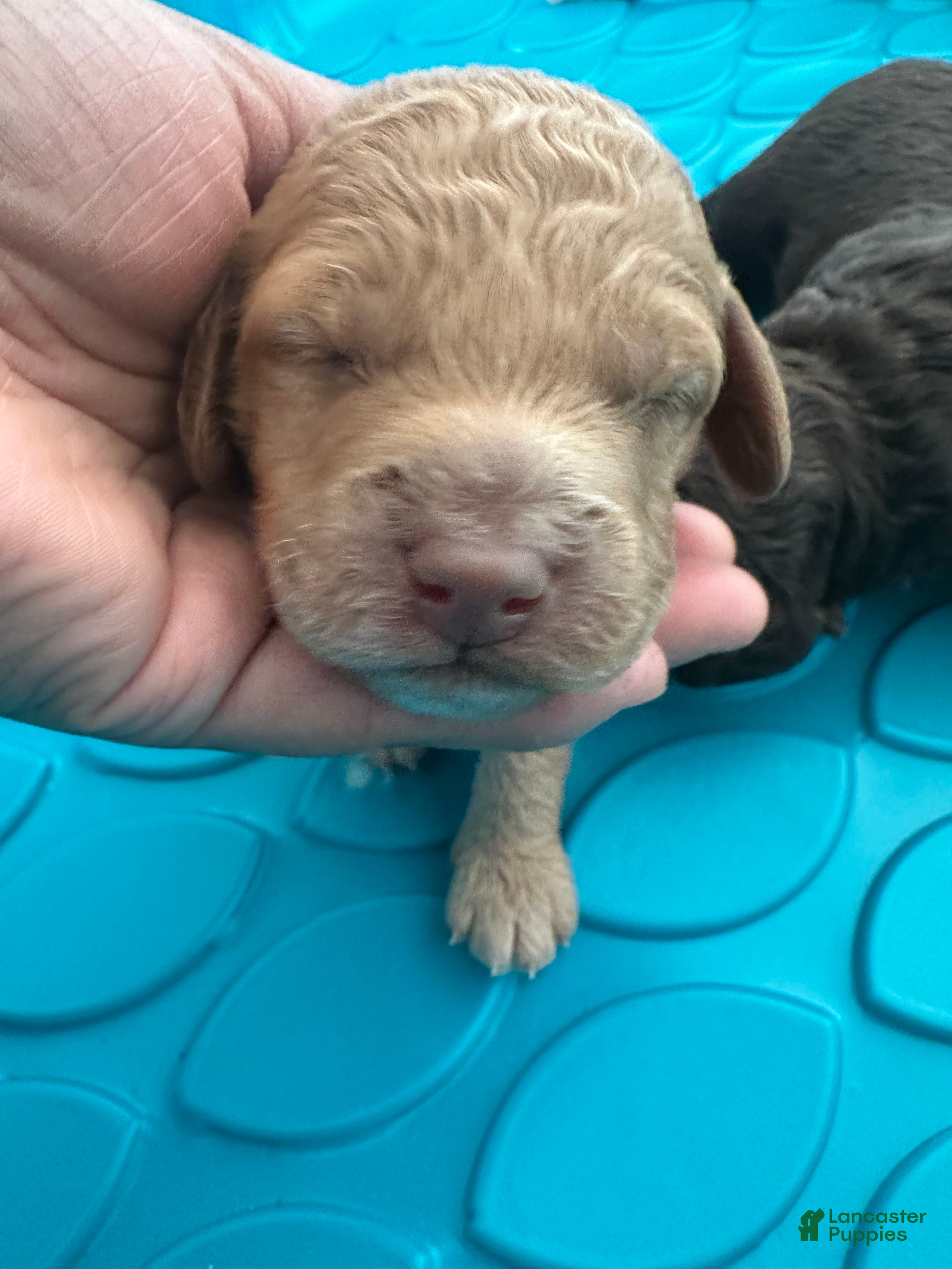 Mini Goldendoodle dogs Rocher - Ad 27