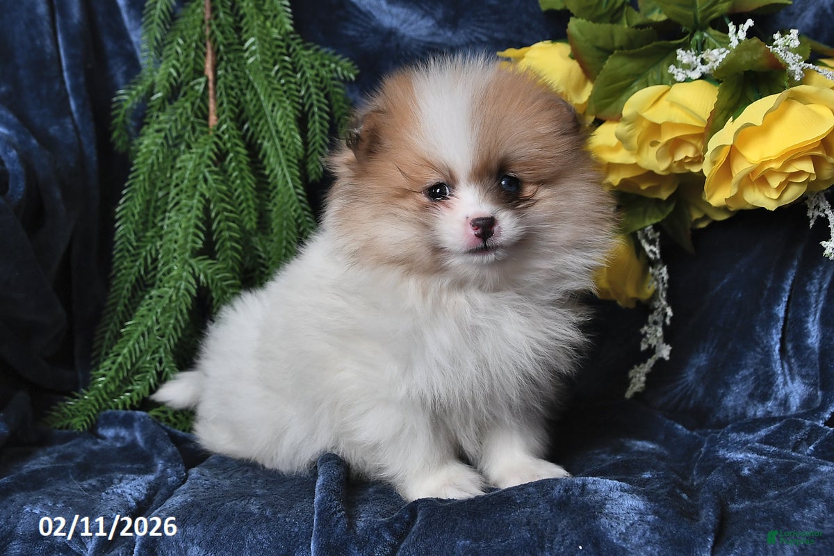 Pomeranian dogs JoJo - Ad 29