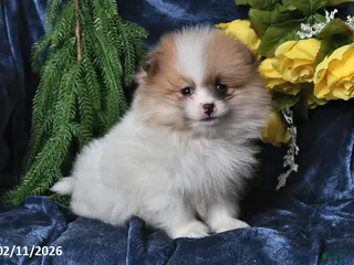 Pomeranian dogs JoJo - Ad 29