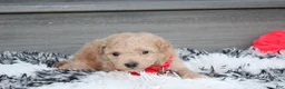 Bichpoo dogs for sale: Kelby - Ad 7