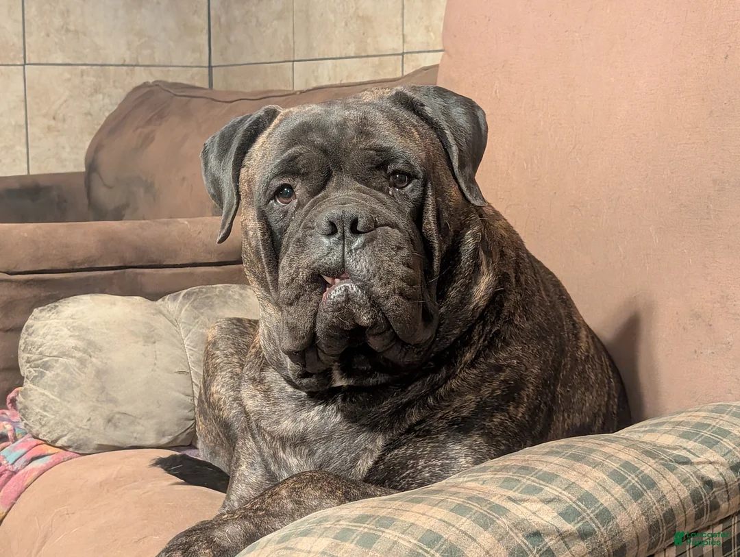Bullmastiff dogs for sale: Bullmastiff Puppy 1 - Ad 1