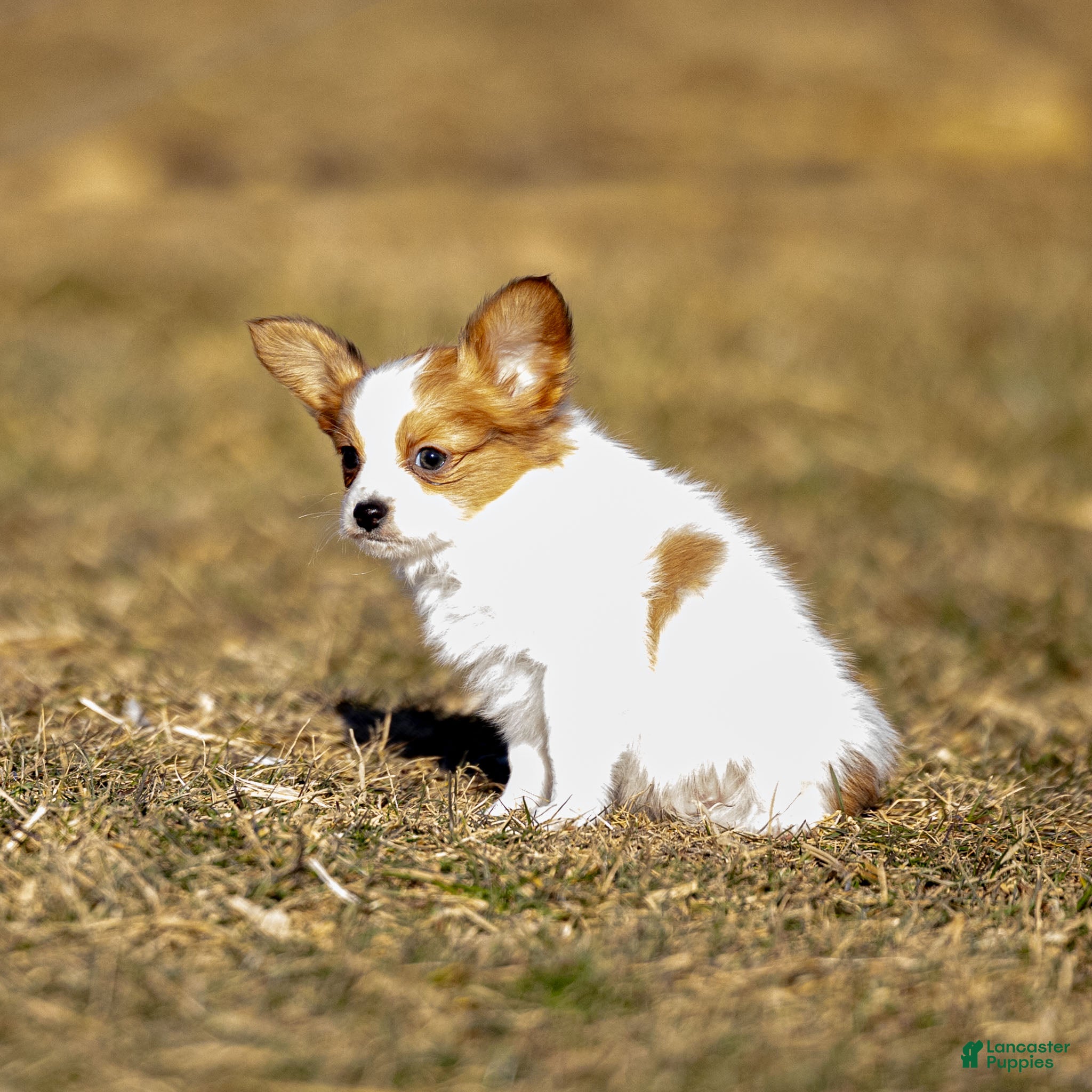 Papillon dogs Dexter - Ad 2