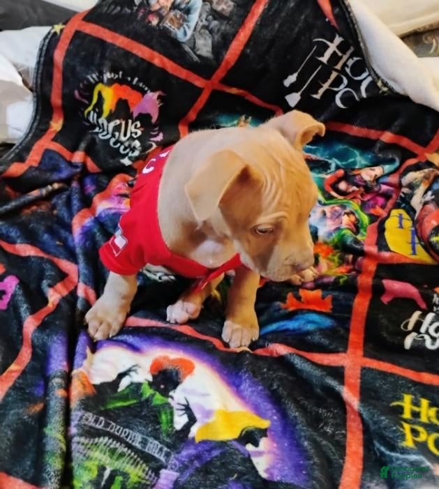 Staffordshire Bull Terrier dogs for sale: XL bully - Ad 7
