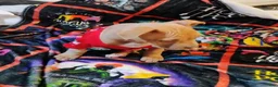 Staffordshire Bull Terrier dogs for sale: XL bully - Ad 1
