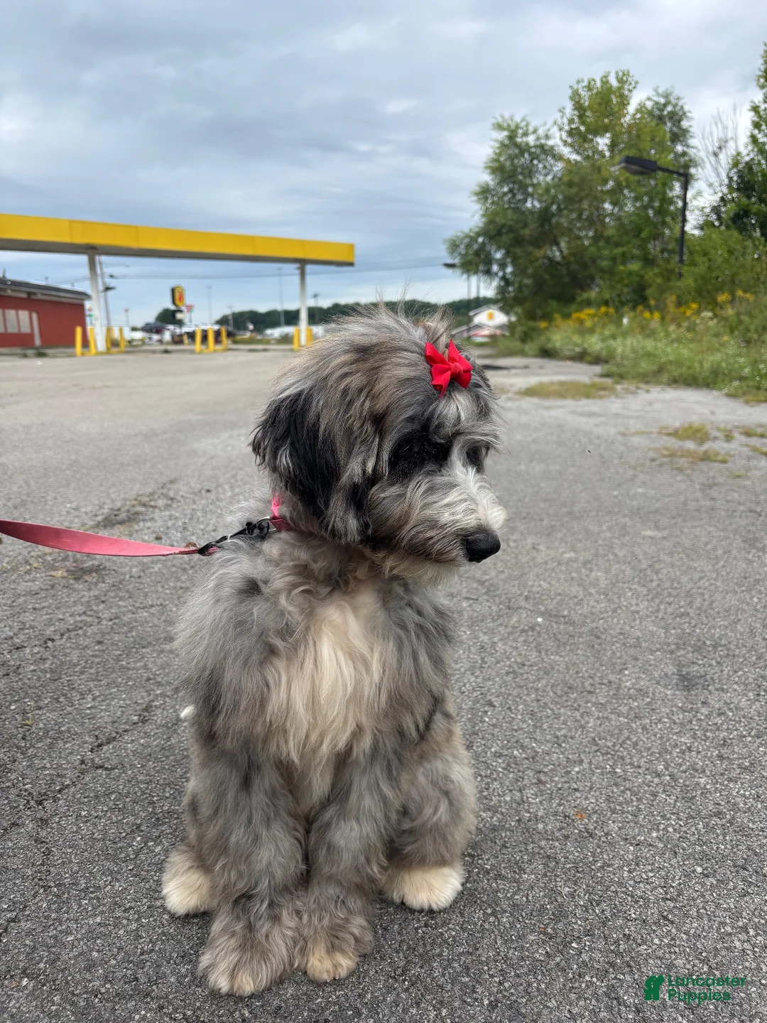 Bernedoodle dogs for sale: Neema - Ad 3