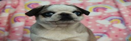 Pug dogs for sale: Sharon - Ad 3