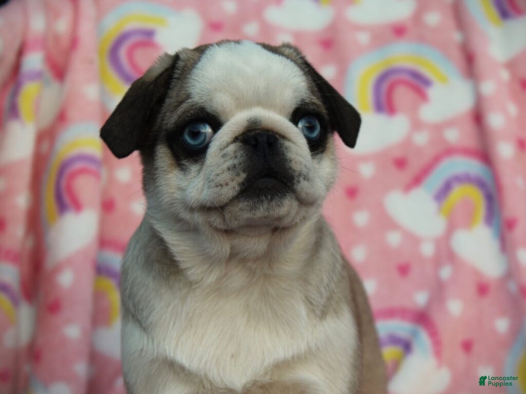Pug dogs for sale: Sharon - Ad 3