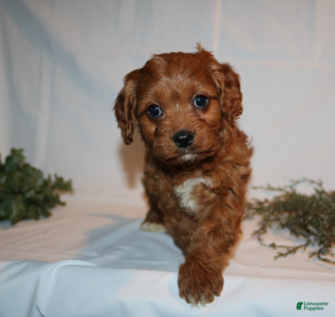 Cavapoo dogs for sale: Sally - Ad 13