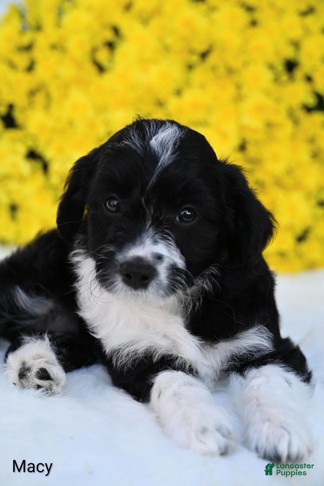 Mini Aussiedoodle dogs for sale: Macy - Ad 4
