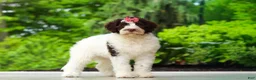 Portuguese Water Dog dogs for sale: Lindsey - Ad 3