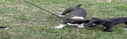 Boxer dogs for sale: Boxer Puppy 6 - Ad 3