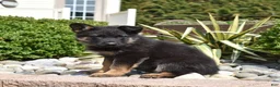German Shepherd dogs for sale: Diamond - Ad 5