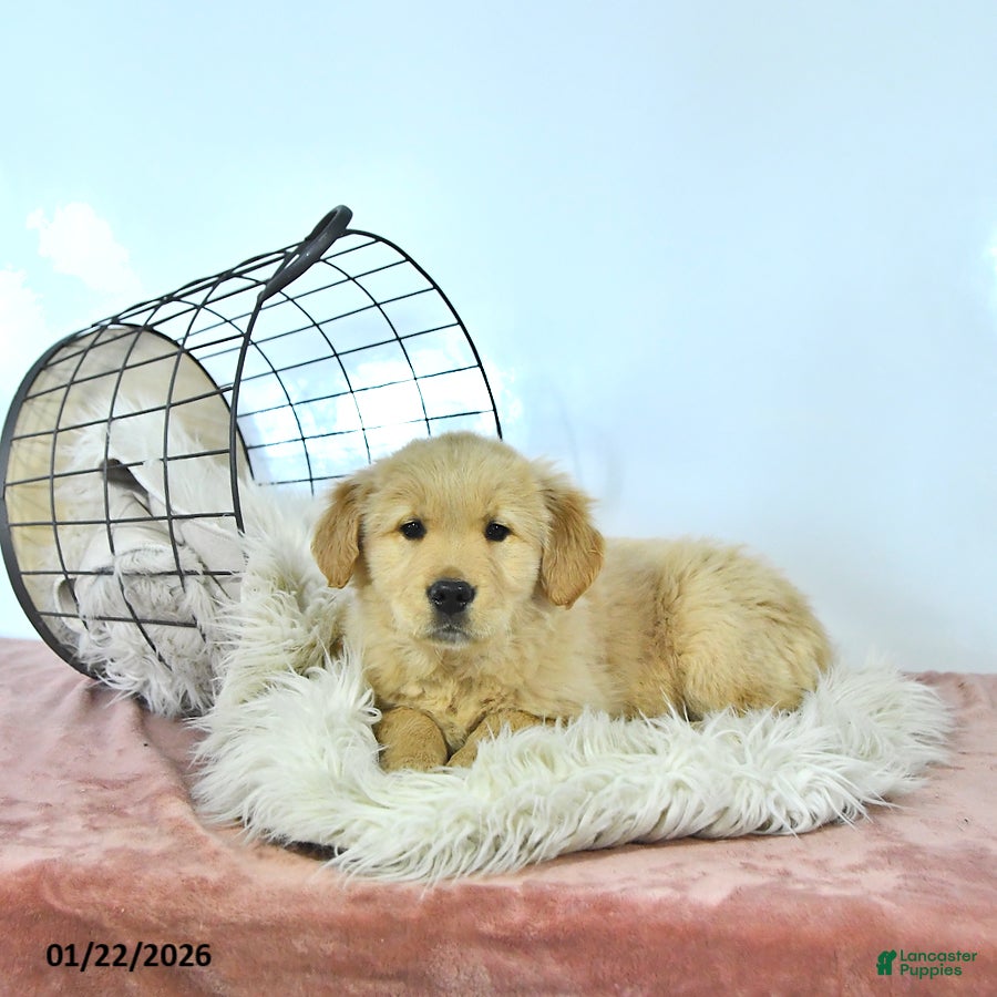 Golden Retriever dogs Daisy - Ad 4