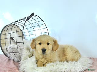 Golden Retriever dogs Daisy - Ad 4