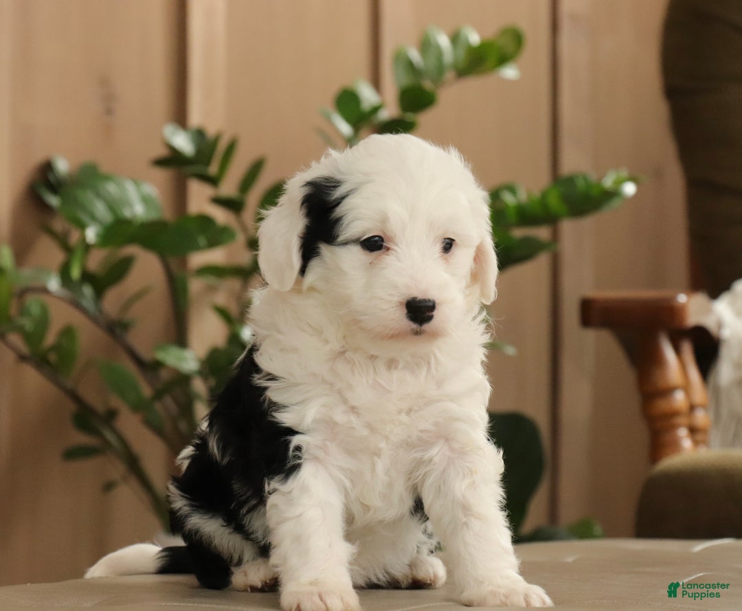 Mini Bernedoodle dogs for sale: Lacy - Ad 1