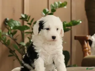 Mini Bernedoodle dogs Lacy - Ad 39