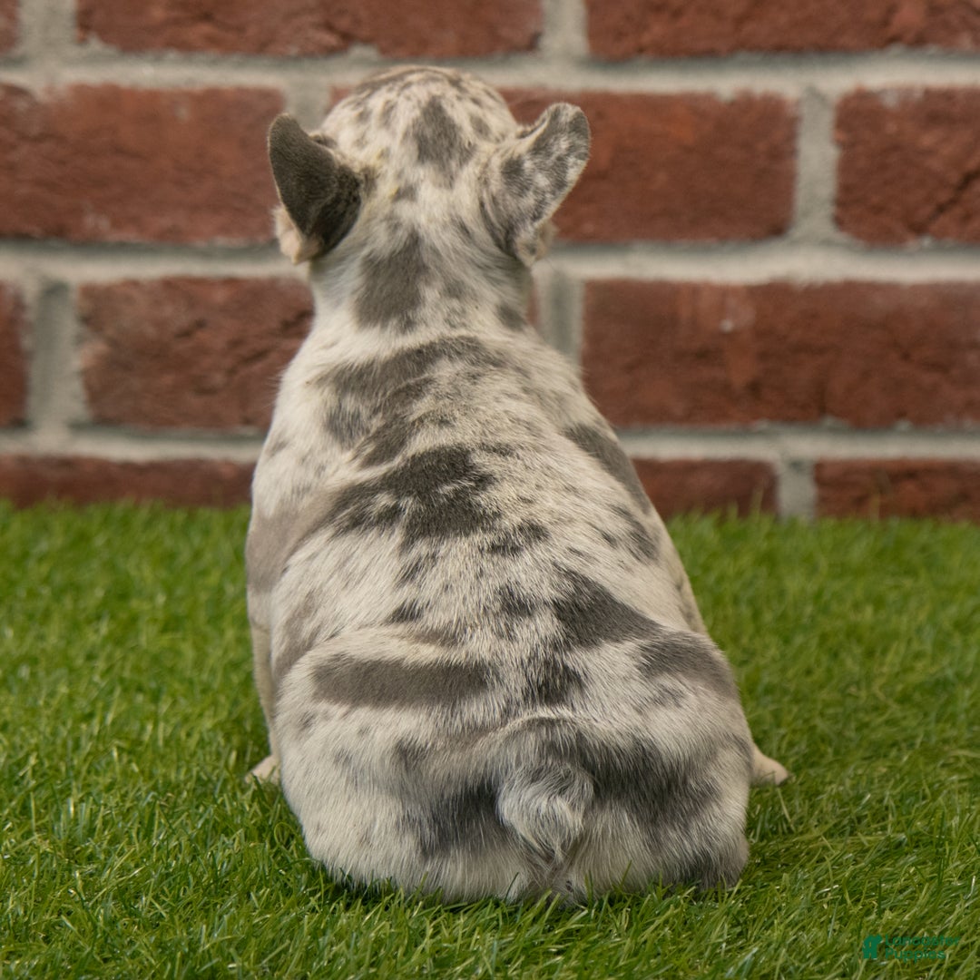 French Bulldog dogs for sale: Ranger - Ad 6