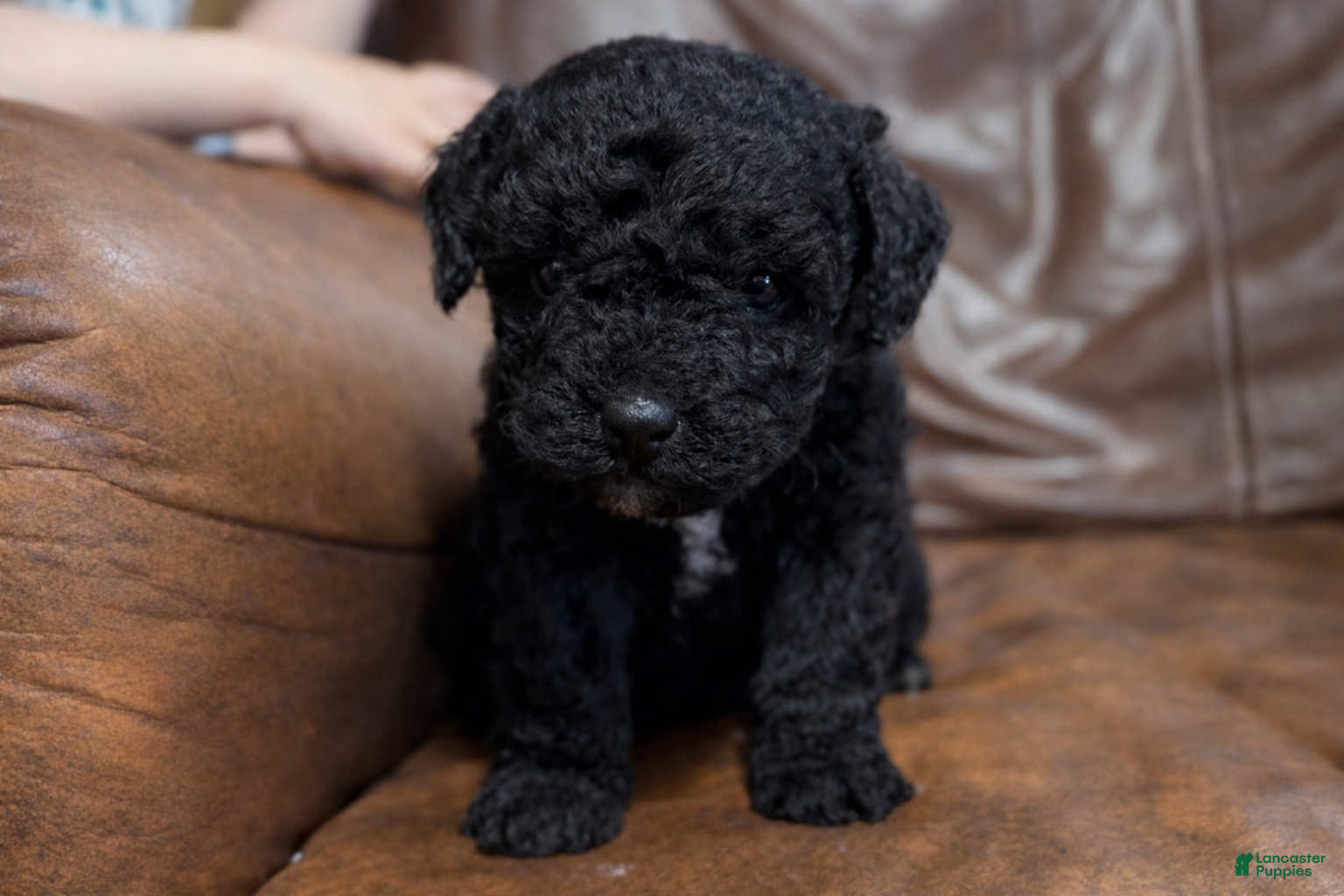 Mini Aussiedoodle dogs Bean - Ad 31