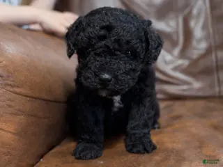 Mini Aussiedoodle dogs Bean - Ad 31