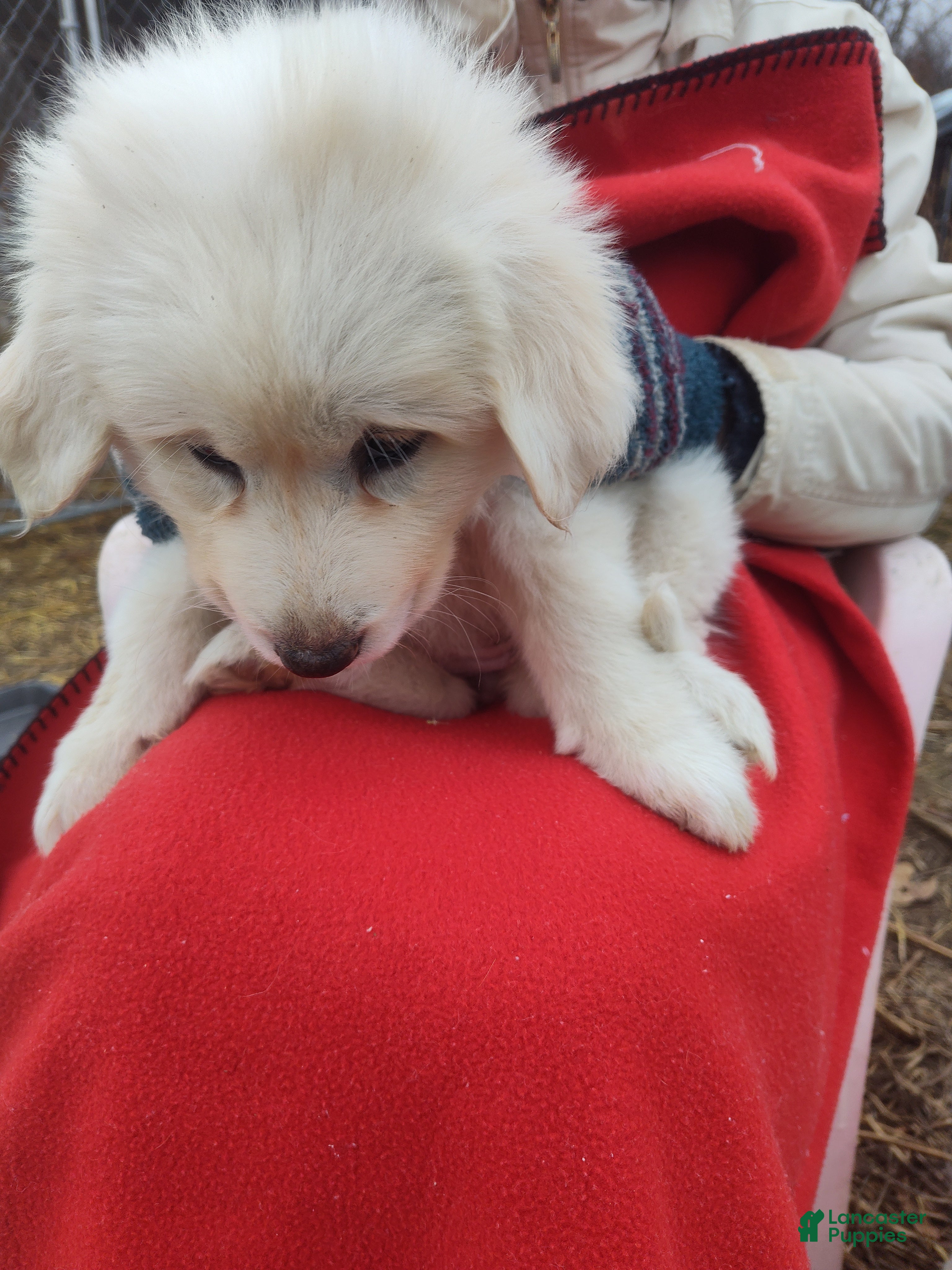 Great Pyrenees dogs Esmerelda - Ad 22