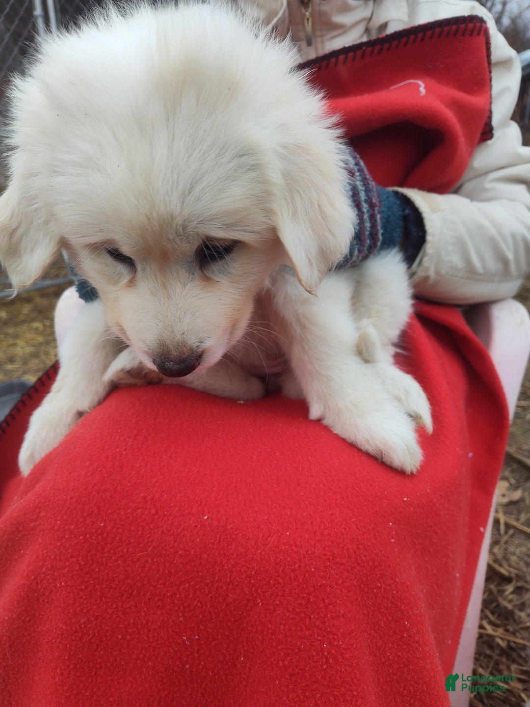 Great Pyrenees dogs for sale: Esmerelda - Ad 1