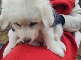 Great Pyrenees dogs Esmerelda - Ad 22