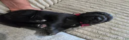 Mixed Breed dogs for sale: Red - Ad 8