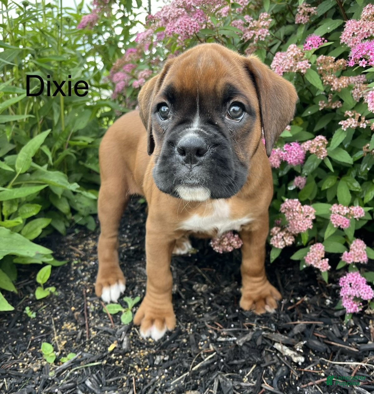 Boxer dogs Dixie - Ad 1