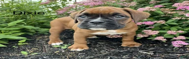 Dixie