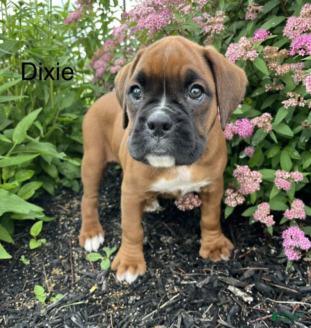 Boxer dogs for sale: Dixie - Ad 1