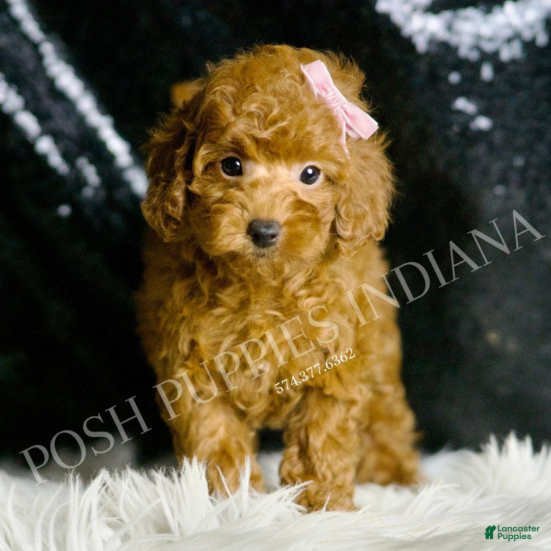 Toy Poodle dogs Vivi - Ad 30