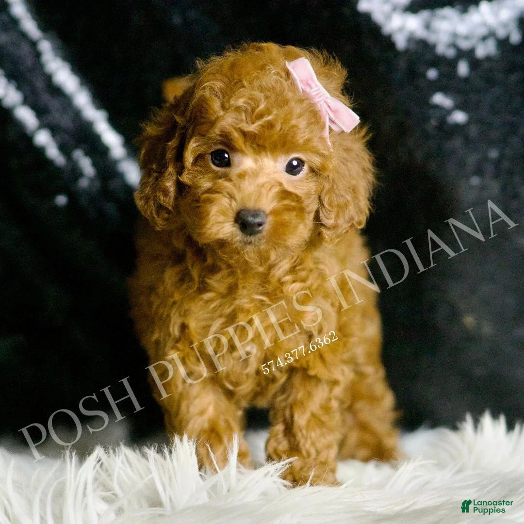 Toy Poodle dogs for sale: Vivi - Ad 1
