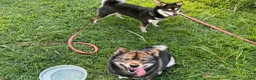 Shiba Inu dogs for sale: Touka  - Ad 32
