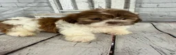 Shih Tzu dogs for sale: Chip - Ad 11