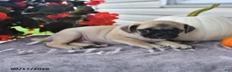 Puggle dogs for sale: Jack Be Little - Ad 2