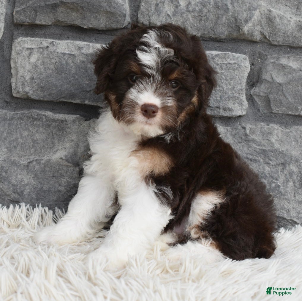 Mini Aussiedoodle dogs Cuddles  - Ad 2