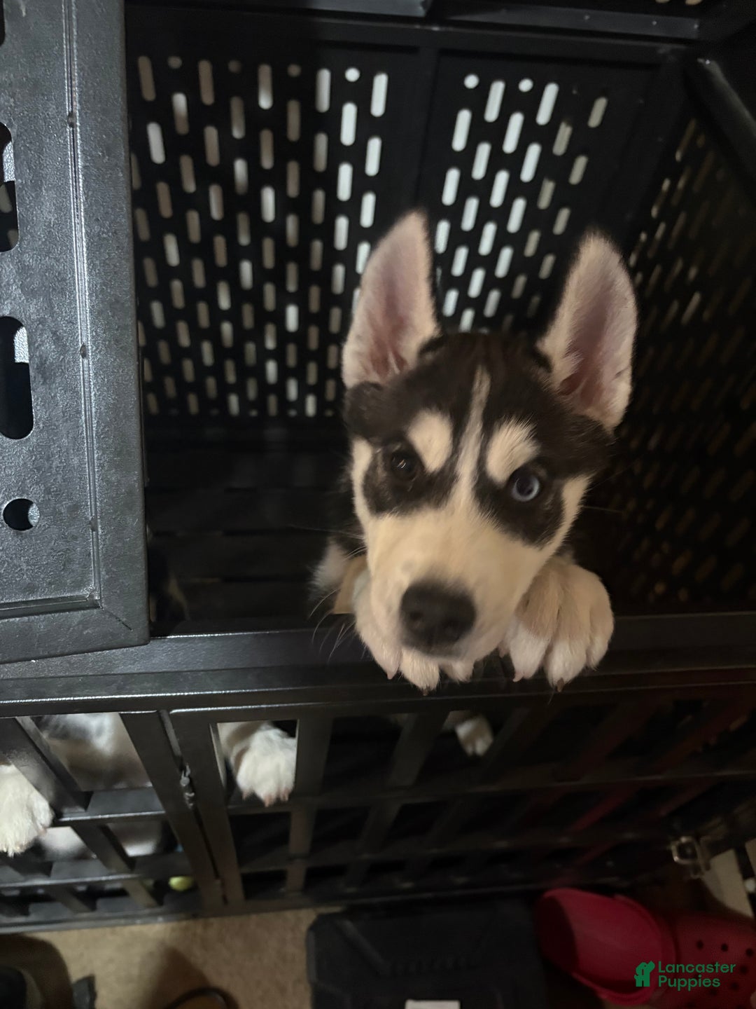 Siberian Husky dogs for sale: Luna - Ad 4