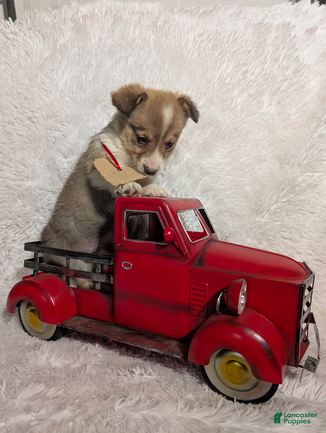 Welsh Corgi Pembroke dogs for sale: Mason  - Ad 2