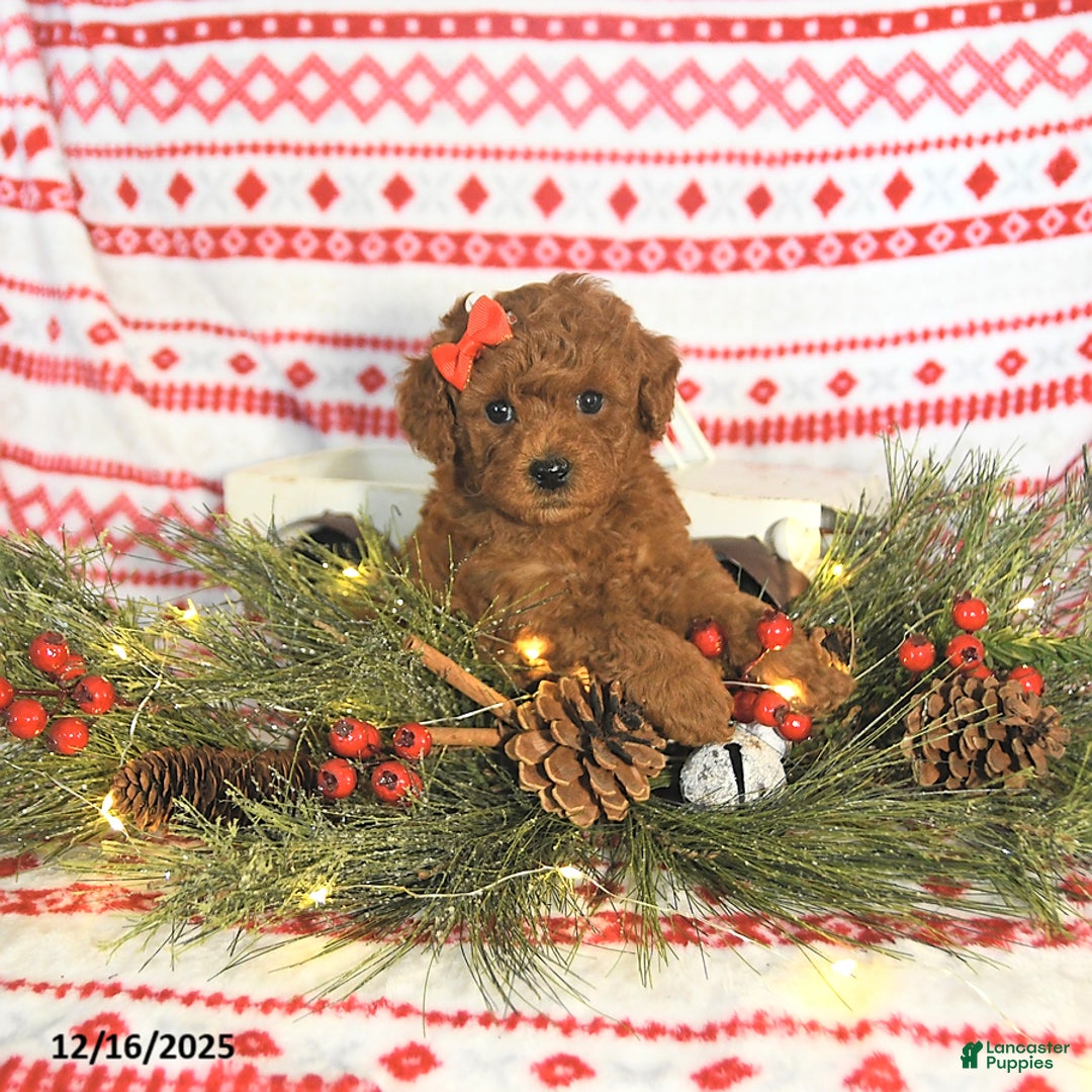 Toy Poodle dogs for sale: Maverick HOUSE RAISED - Ad 4