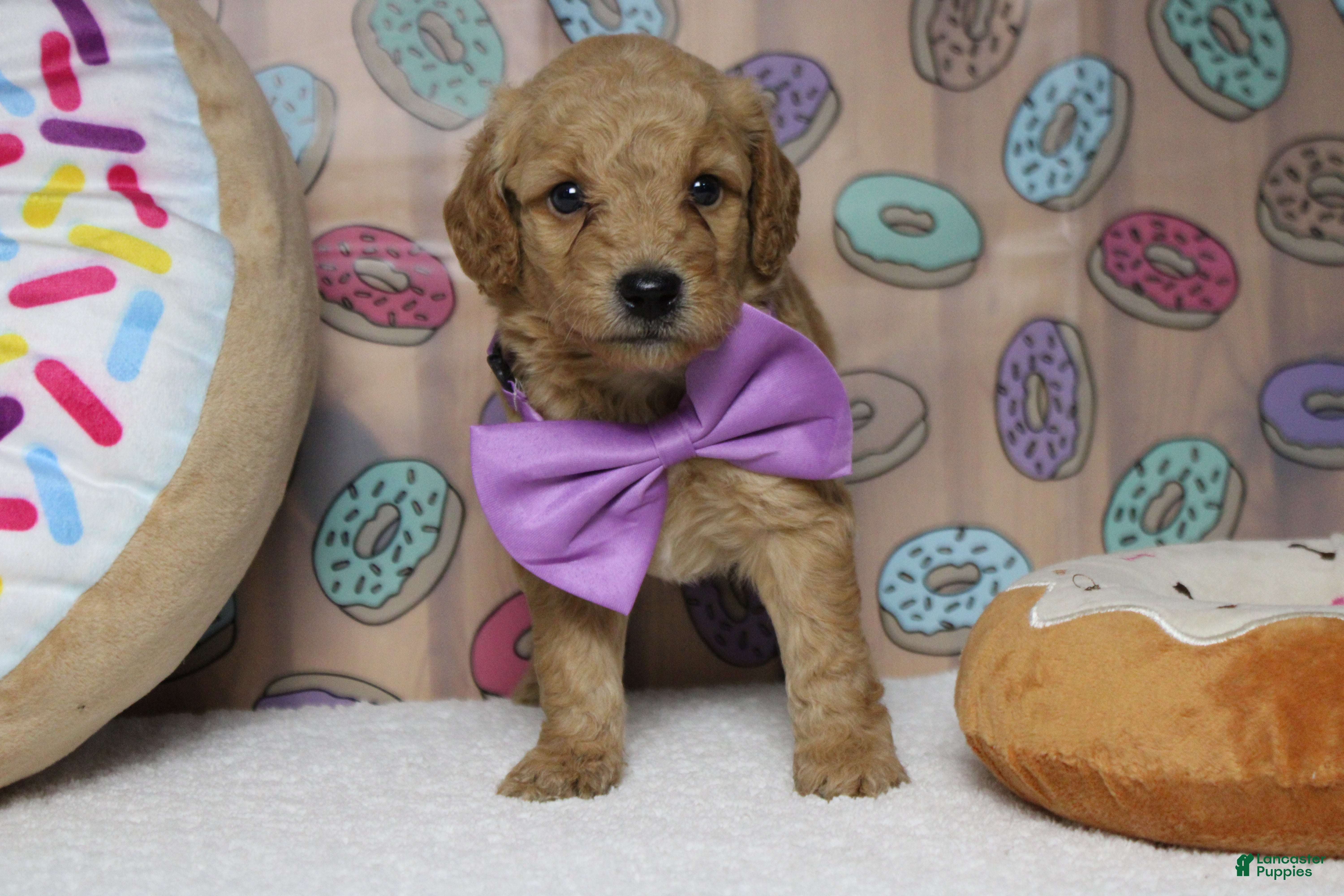 Goldendoodle dogs Alfredo - Ad 36