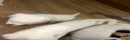 Alaskan Husky dogs for sale: Nina - Ad 4
