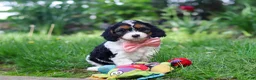 Cavapoo dogs for sale: Missy - Ad 7