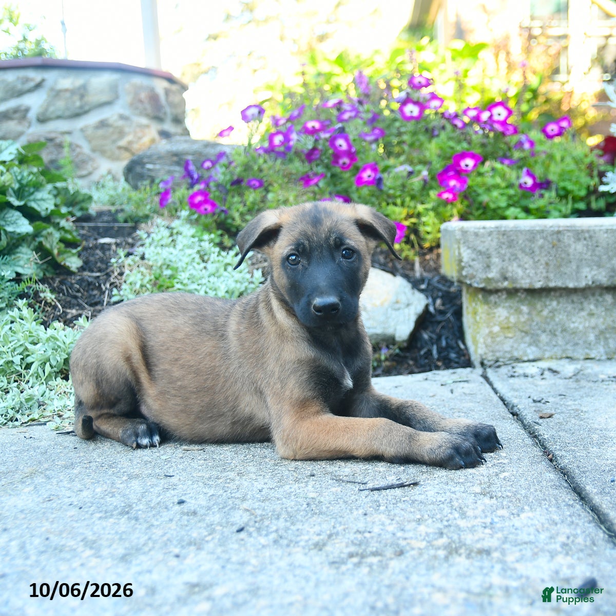August (Belgian Malinois, Male) in Honey Brook, PA