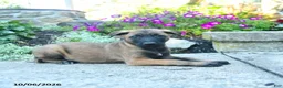 Belgian Malinois dogs for sale: August - Ad 1