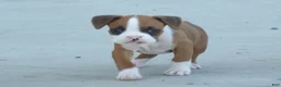 Boxer dogs for sale: Lolly - Ad 3