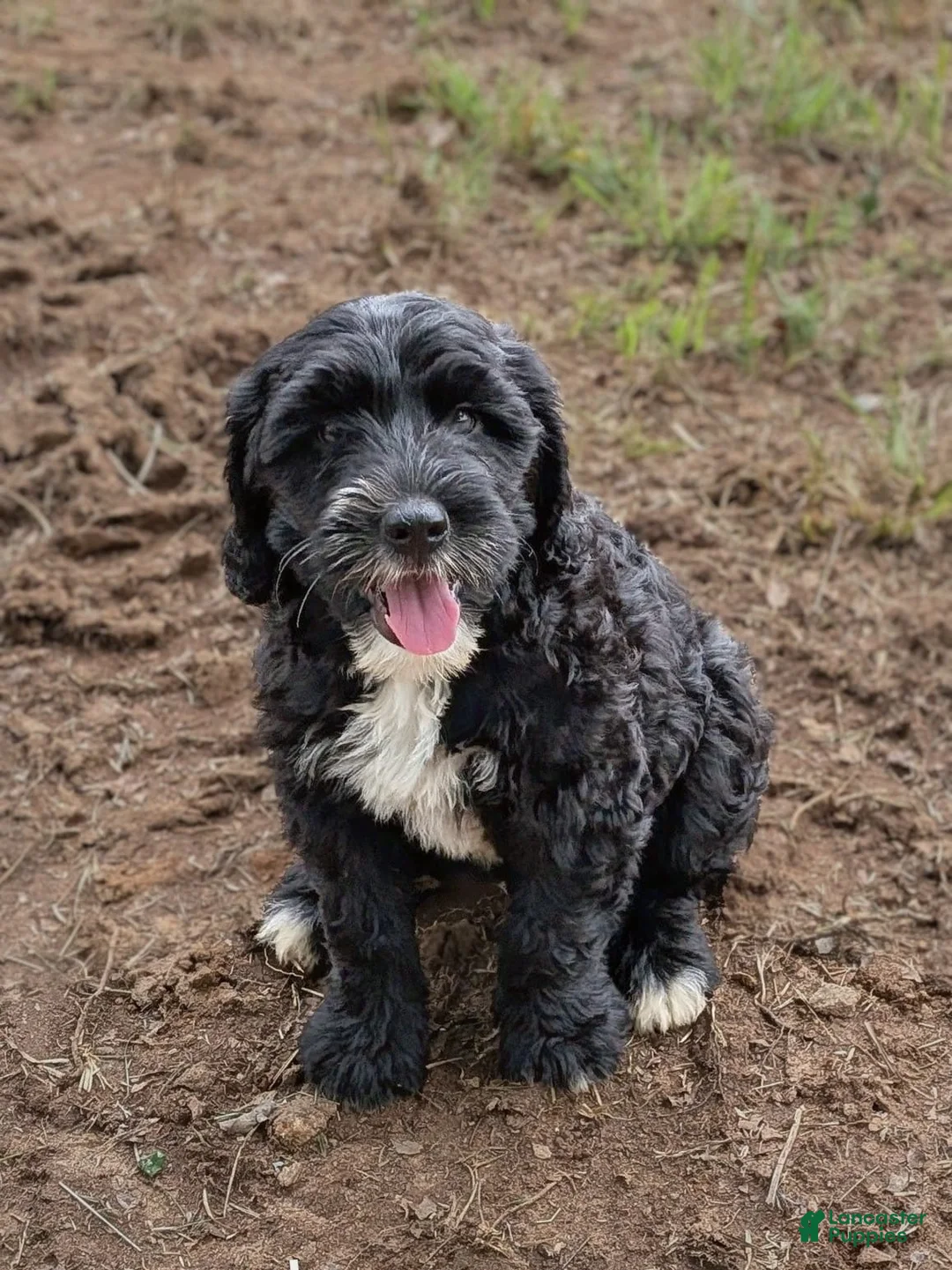 Mixed Breed dogs for sale: Forrest - Ad 2